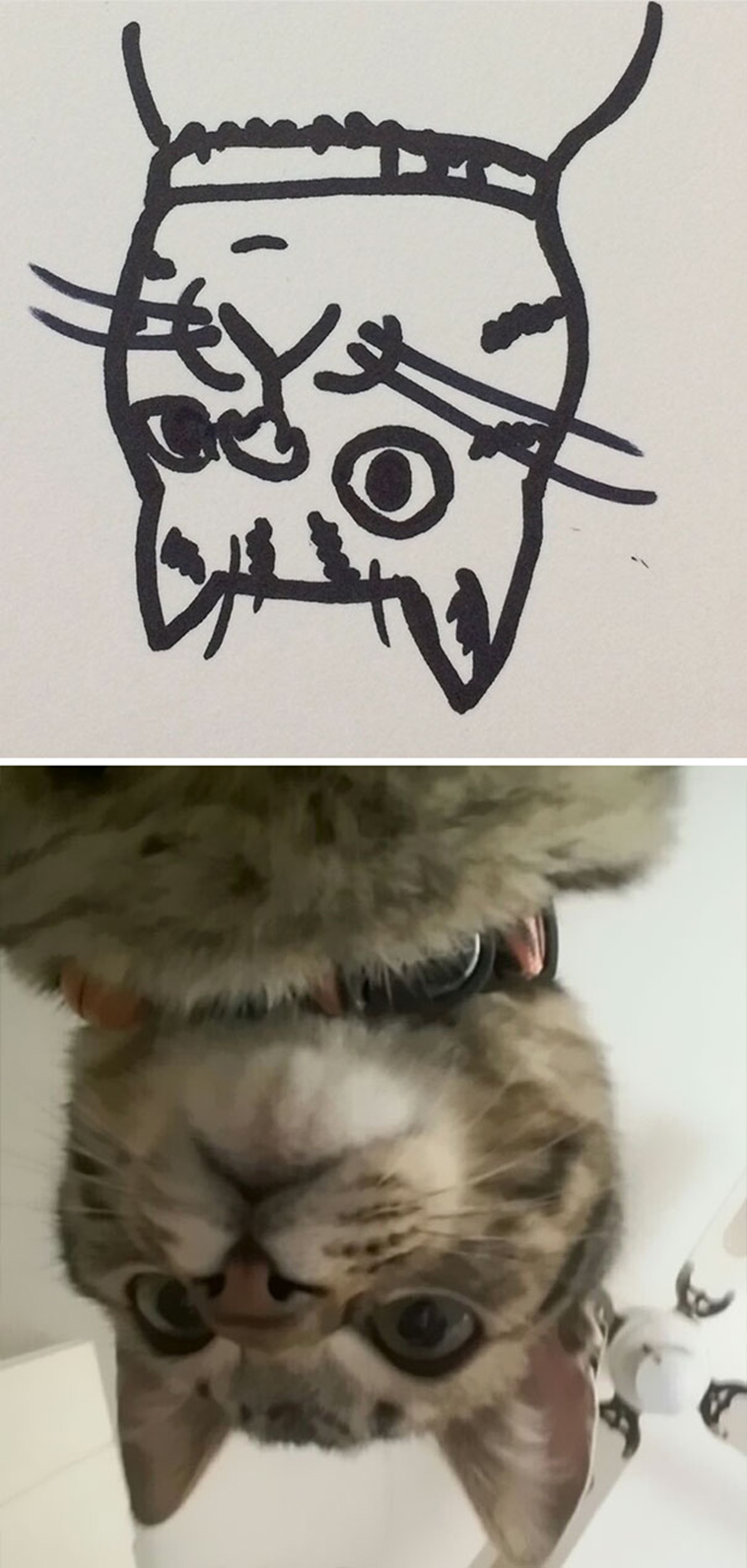 funny-poorly-drawn-cats