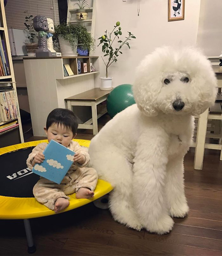 girl poodle dog friendship japan