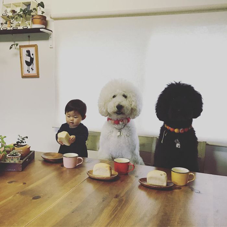 girl poodle dog friendship japan