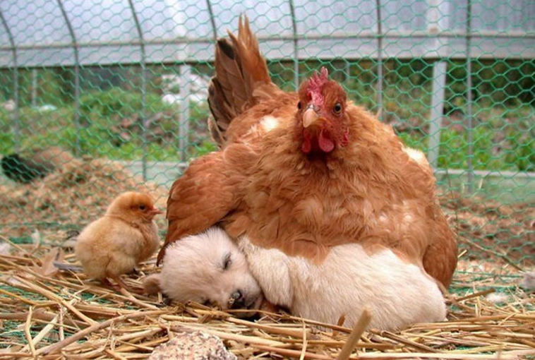 hens-adopt-animals