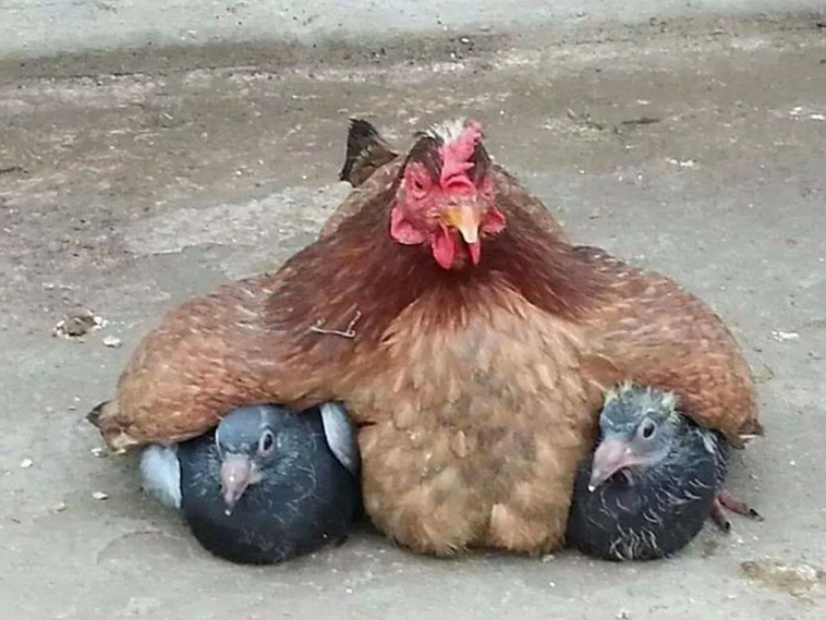 hens-adopt-animals
