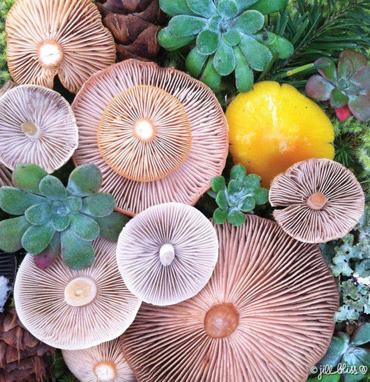 mushrooms-nature