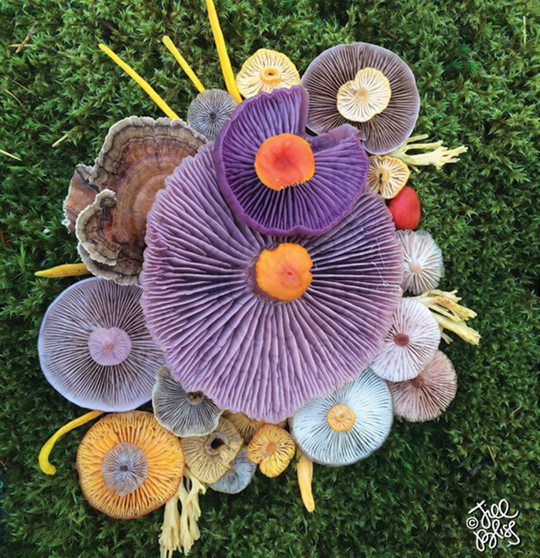 mushrooms-nature