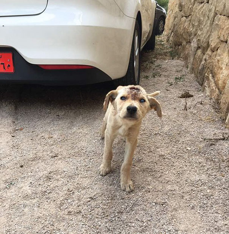 shot-stray-puppy-animals-lebanon