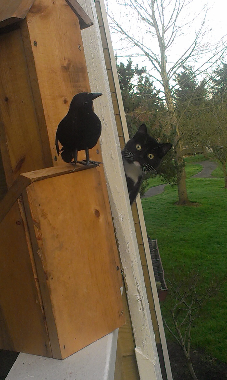 Curiou-cat-discover-fake-raven
