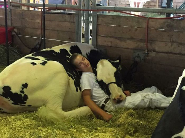 boy-cow-take-nap-together-mitchell-miner-iowa-state-fair