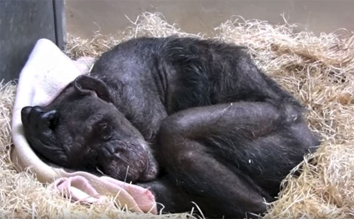 59 Year Old Chimpanzee is Sick