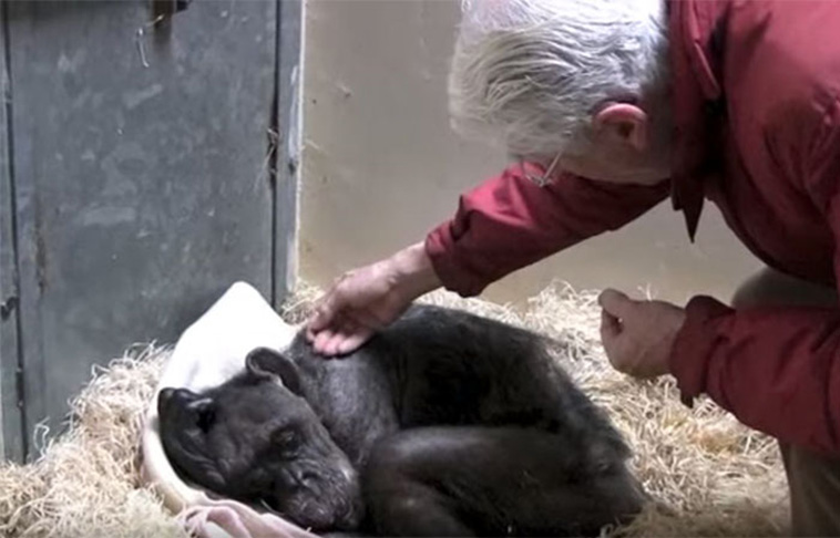 59 Year Old Chimpanzee is Sick
