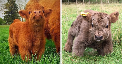 If You Ever Feel Sad, These 13 Highland Cattle Calves Will
