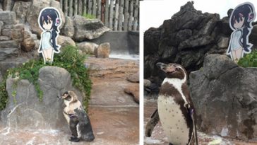 Penguin Dies Next To Cardboard Cut-Out He ‘Fell In Love With’