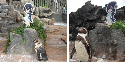 Penguin Dies Next To Cardboard Cut-Out He ‘Fell In Love With’
