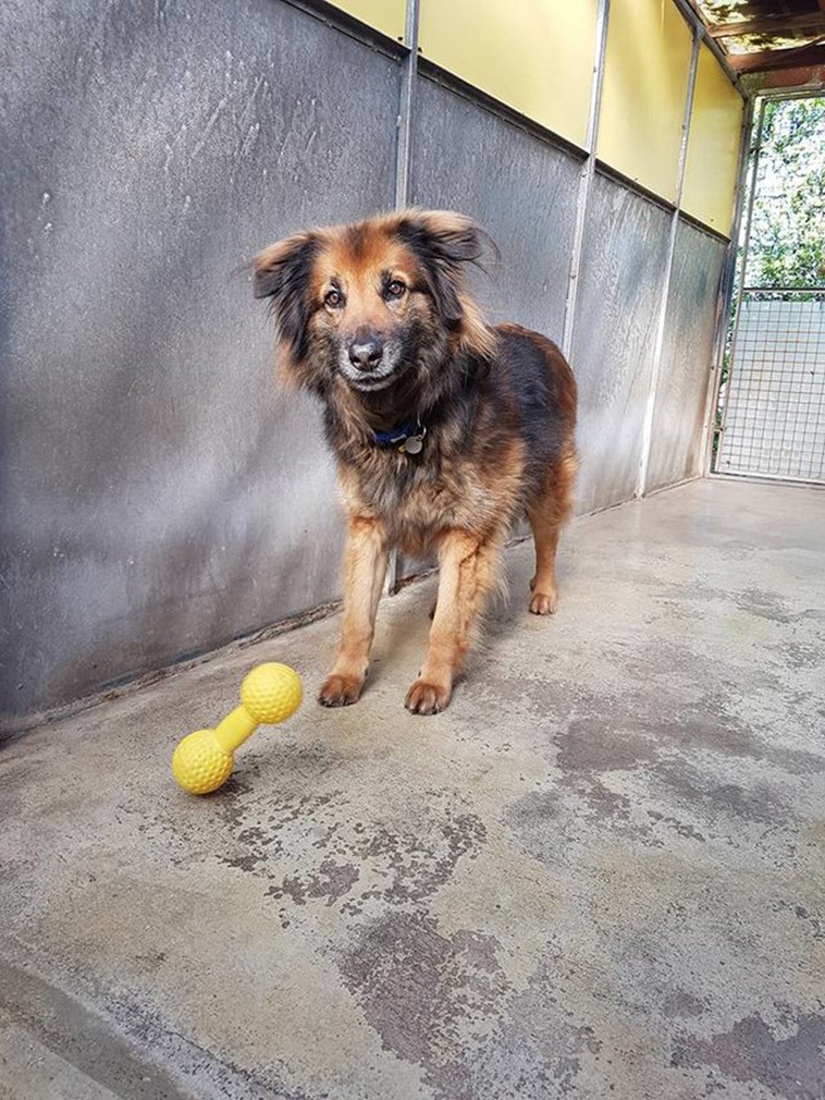 Shy Dog Finally Finds A Home After 10 Years In Shelter