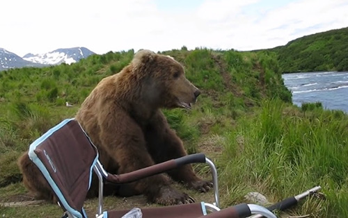 Curious bear calmly sits down next to photographer