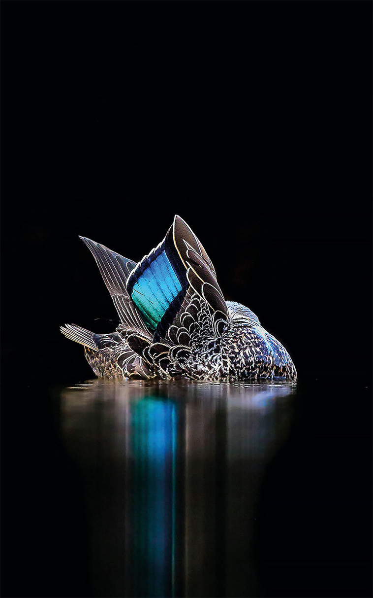 bird-photographer-of-the-year-2017