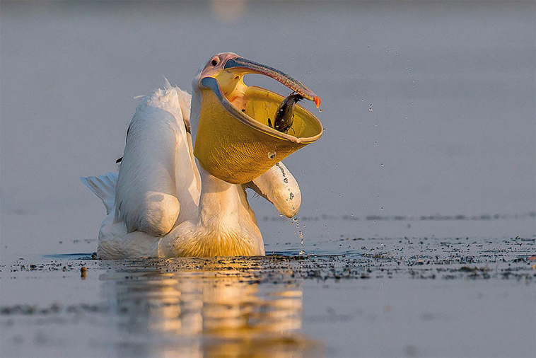 bird-photographer-of-the-year-2017