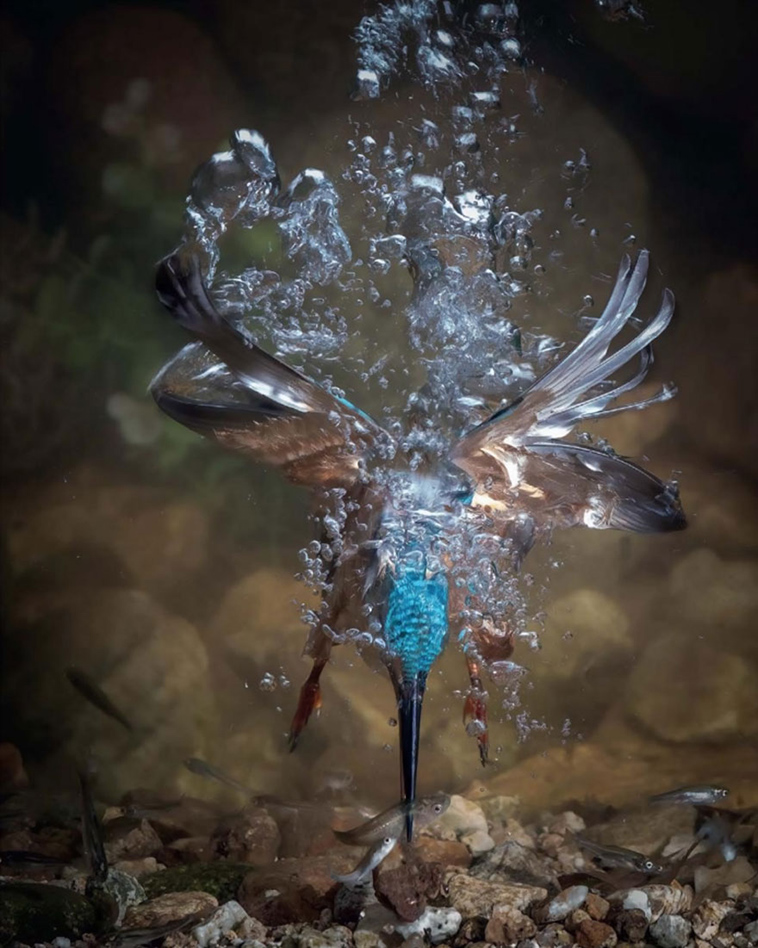 bird-photographer-of-the-year-2017