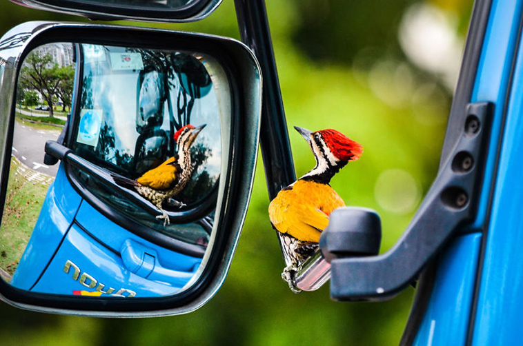 bird-photographer-of-the-year-2017