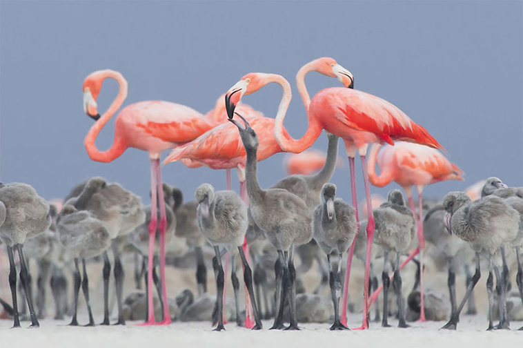 bird-photographer-of-the-year-2017