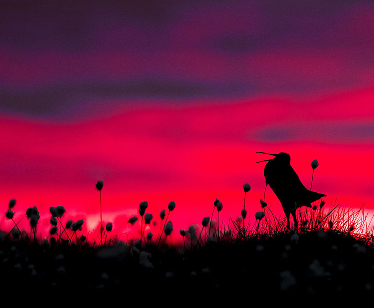bird-photographer-of-the-year-2017