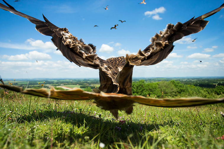 bird-photographer-of-the-year-2017