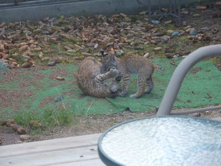 bobcats-surprise-visit