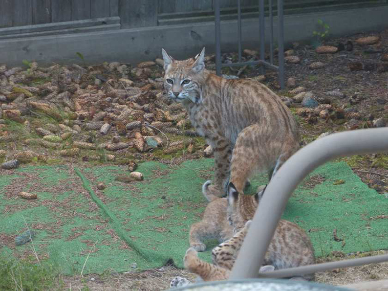 bobcats-surprise-visit