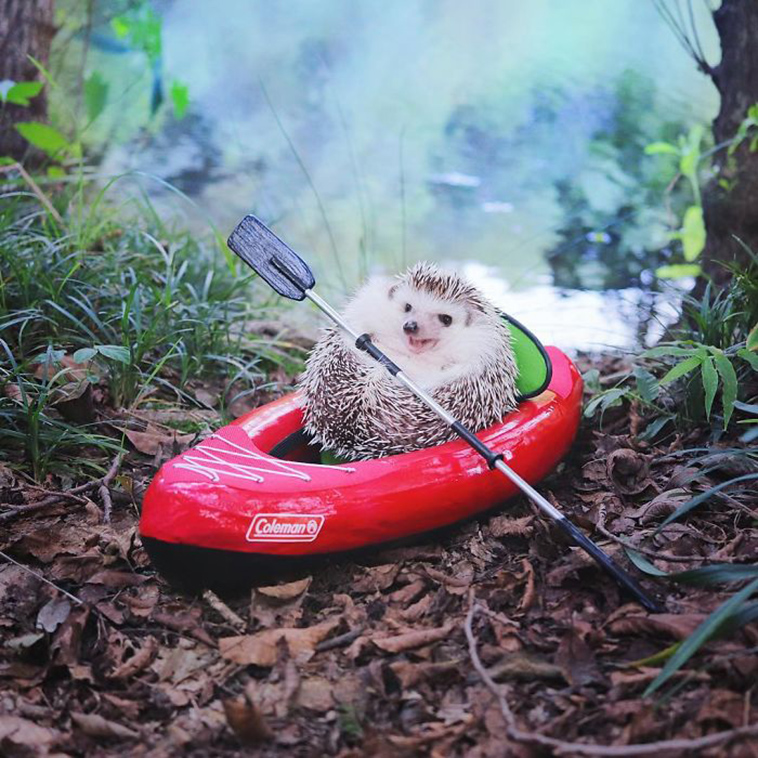 cute hedgehog azuki camping
