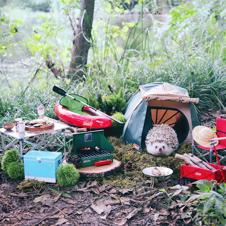 cute hedgehog azuki camping