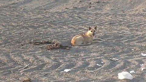 dog-refuses-leave-body-dead-companion