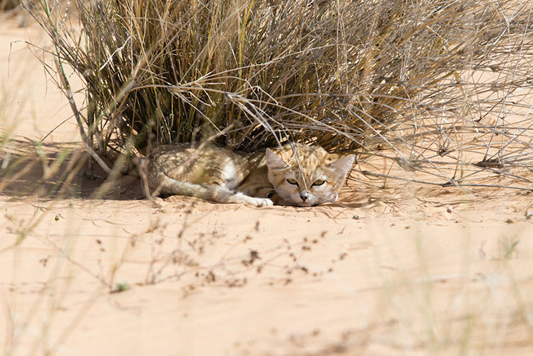 first-wild-sand-cat-kitten