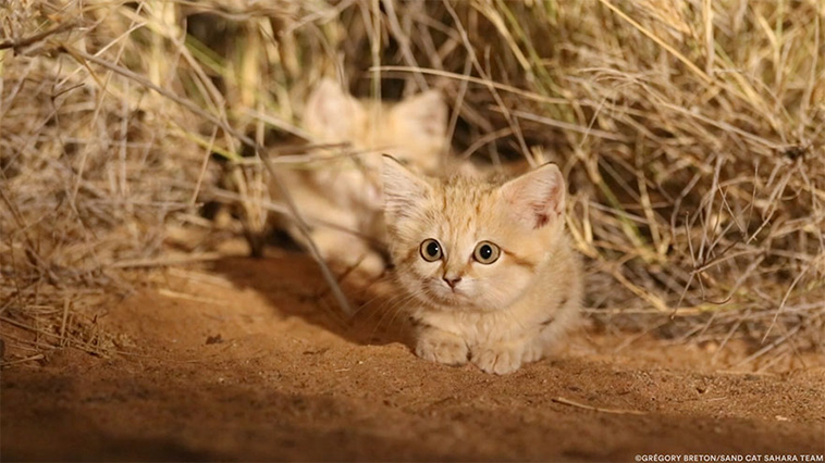 first-wild-sand-cat-kitten