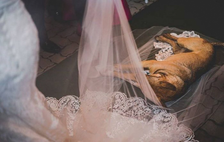 stray-dog-crash-wedding