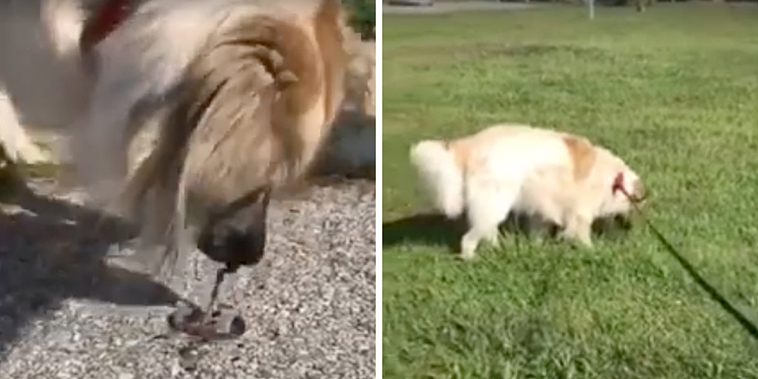 sweet-dog-rescues-stranded-earthworms