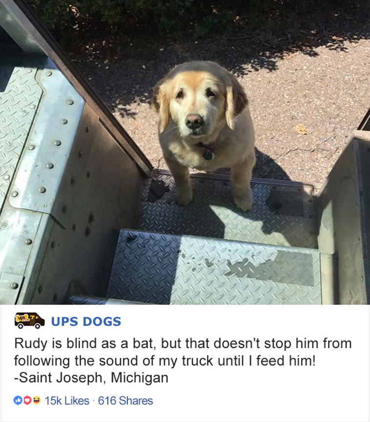 UPS Dogs