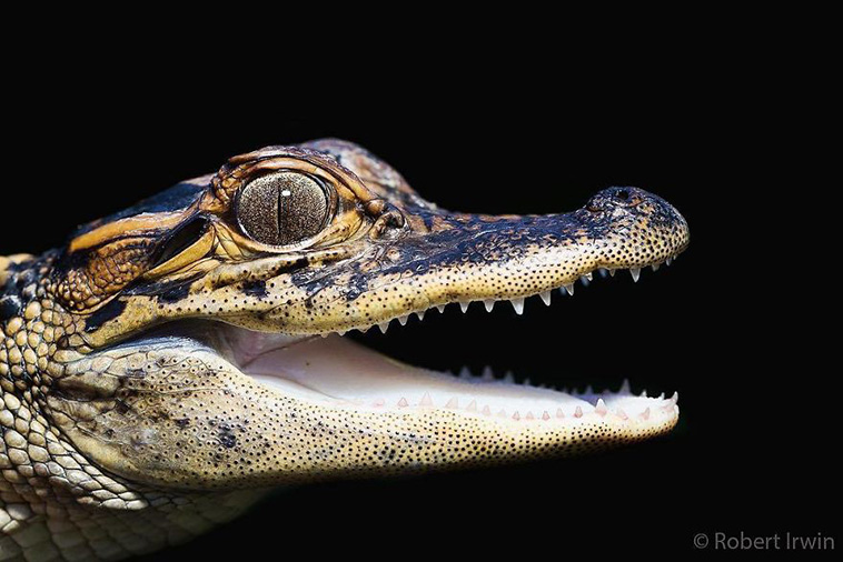 Steve Irwin
