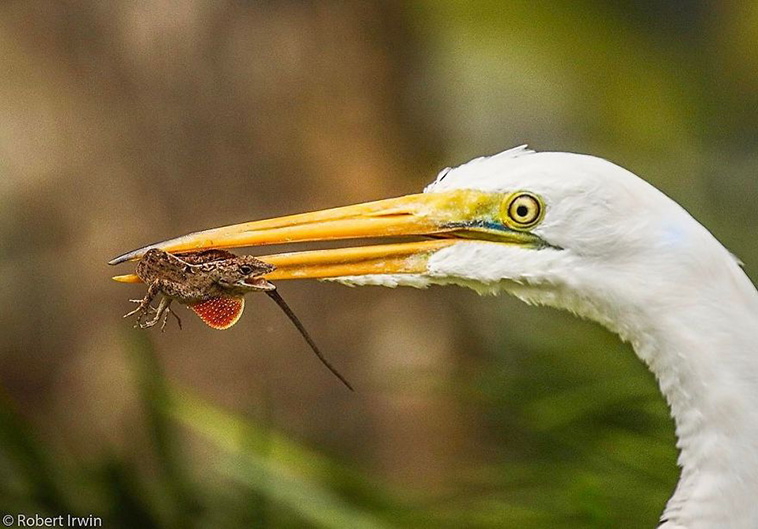 Steve Irwin’s Son