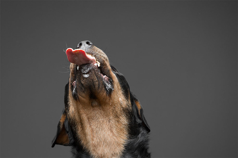 Love Of Peanut Butter