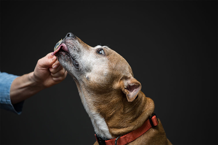 Love Of Peanut Butter