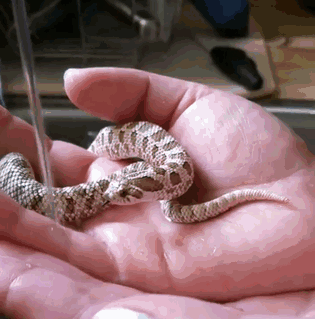 Adorable Snake Pics