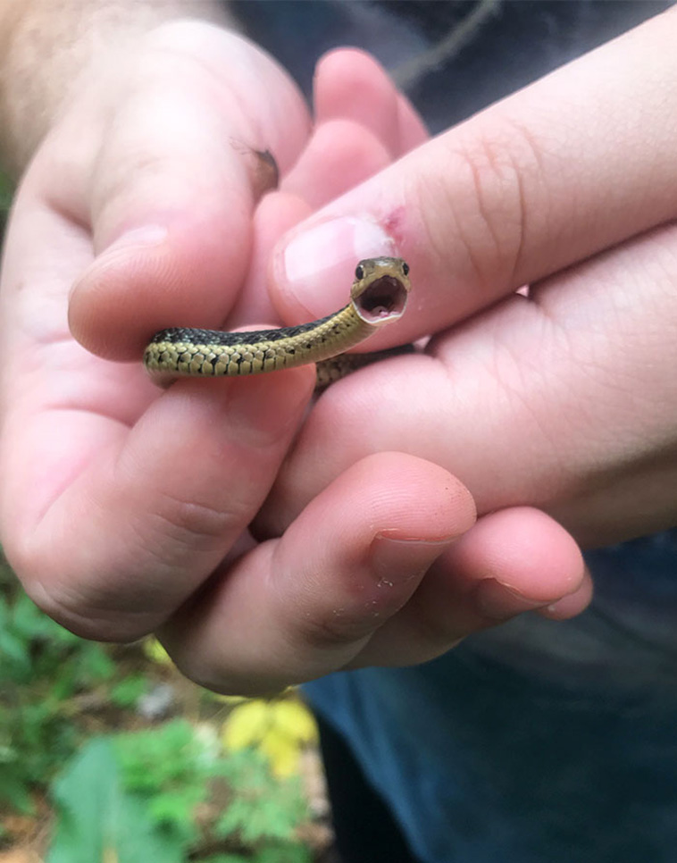 Adorable Snake Pics
