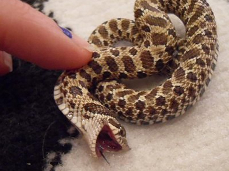 Adorable Snake Pics