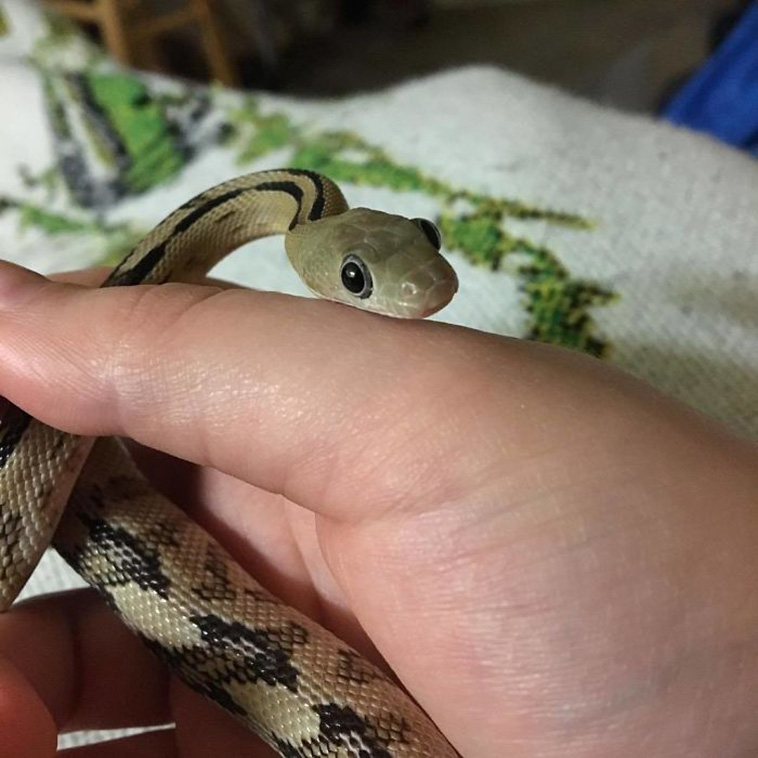 Adorable Snake Pics