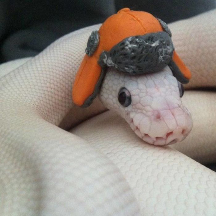 Adorable Snake Pics