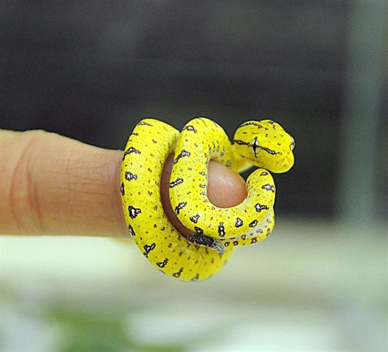 Adorable Snake Pics