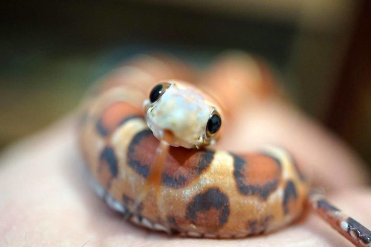 Adorable Snake Pics