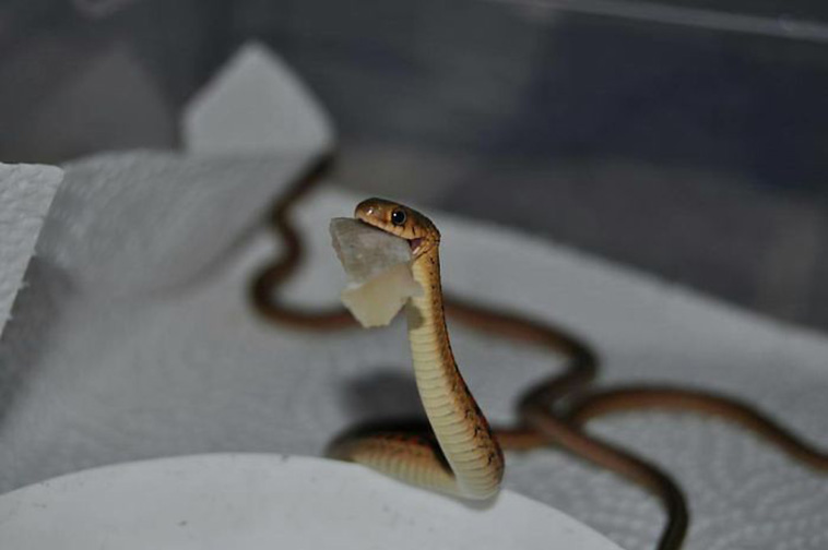 Adorable Snake Pics