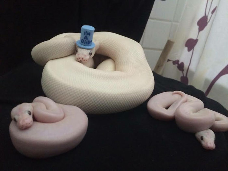Adorable Snake Pics