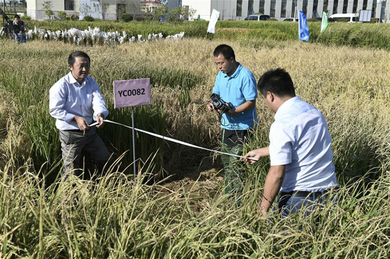 Rice That Can Grow in Salt Water