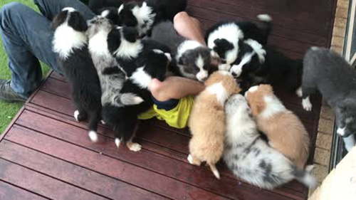 Dozen-Puppies