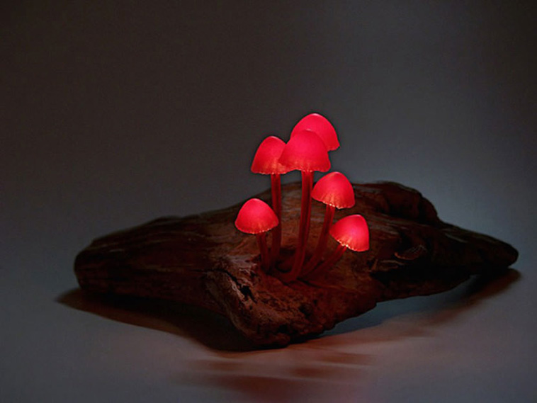 Magic Mushrooms That Turn Your Room Into A Glowing Forest